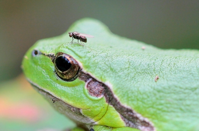 Het kikkertje zag hier het prooi aan zn neus voorbij gaan, de vlieg ging boven op zn kopje zitten.