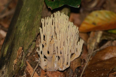 <i class='fa fa-user'></i>&nbsp;Colinda v/d Flier&nbsp;| Rechte Koraalzwam&nbsp; <i class='fa fa-eye'>&nbsp;169</i> &nbsp; <i class='fa fa-comment-o'>&nbsp;2</i>