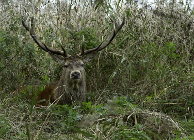 Prachtig op  20 meter voor mijn lens, bleef ook mooi liggen en keek mij vol bewondering aan., later kwam een van zijn hindes ook nog een kijkje nemen.