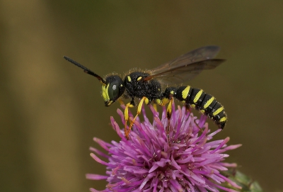 <i class='fa fa-user'></i> Rick Tibbe | wespje, waarschijlijk de Cerceris quinquefasciata  <i class='fa fa-eye'> 132</i>   <i class='fa fa-comment-o'> 11</i>