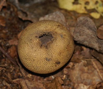 <i class='fa fa-user'></i>&nbsp;Colinda v/d Flier&nbsp;| Gele Aardappelbovist&nbsp; <i class='fa fa-eye'>&nbsp;179</i> &nbsp; <i class='fa fa-comment-o'>&nbsp;3</i>