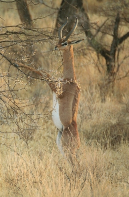 Deze gerenoek stond karakteristiek te eten van de blaadjes van deze boom. Hij heet ook wel girafgazelle en hieruit blijkt wel waarom. Het zijn fraaie antilopen met een beetje gek postuur.