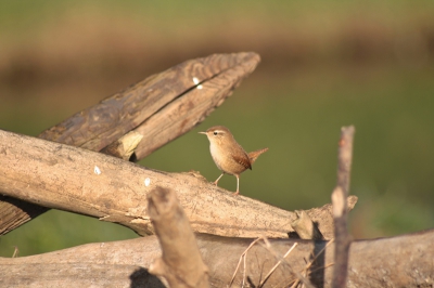 mooi licht op een hoop hout dat daar al jaren extra licht om kleine vogeltjes en muisjes aan te trekken.