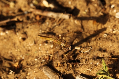 Op onze excursie door het Guembeul reservaat veel libellen gezien, sommige ook kunnen vastleggen.
De kunst van het determineren van libellen versta ik nog niet, bovendien loop ik de kans ernstig de mist in te gaan. Als iemand een hint heeft?