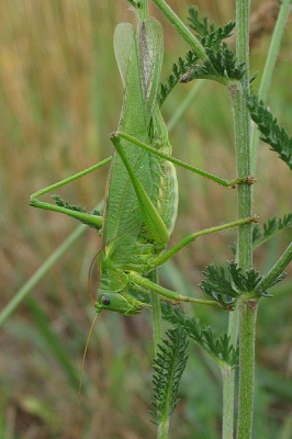 <i class='fa fa-user'></i> Vlinderkieker | Grote Groene Sabelsprinkhaan  <i class='fa fa-eye'> 101</i>   <i class='fa fa-comment-o'> 1</i>