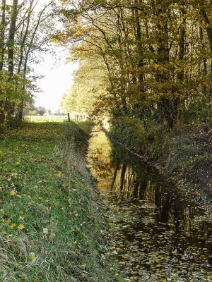 Wisselend bewolkt  herfstweer. Toen de zon ging schijnen kleurde de sloot goud door de weerkaatsing van de bomen