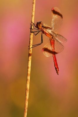 De Bandheidelibel is 1 van de kleurrijkste libellen van nederland. De achtergrond word gevormd door bloemen en gaf het geheel mooi kleur.

gr Henny

http://www.hsnaturephoto.com