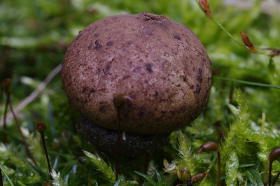 Een vondst van "Arendoog' Theo Westra. De vindpl;aats was in grote trekken door Leo Jalink van de NMV aangeduid. In de tuin gefotografeerd, dus niet op de gewone site aangeboden.