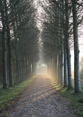 Vanuit de hand, op manshoogte het pad centreren en de bomen mooi langs de lijnen naar het verdwijnpunt (en even wachten tot het moment dat er geen fietsers van Weesp/Driemond - Diemen rijden...)