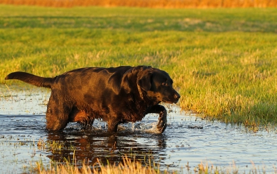 Het was zondag mooi weer - hier althans - De Uitkerkse Polders ingegaan, en met Mira een veld "afgeschuimd" ;-) Als waterliefhebster was lk plasje raak !