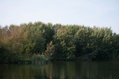 Op Meijendel in Wassenaar is een spotplaats met een muur bij deze plas. Ik zag de reiger zitten en kon het niet laten een plaatje te schieten.