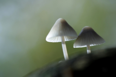 Deze helm mycena's  enkele weken geleden aangetroffen op een tak die bij nader inzicht toch wat rommelig overkwam. Met PS de randen bewust wat softer gemaakt.