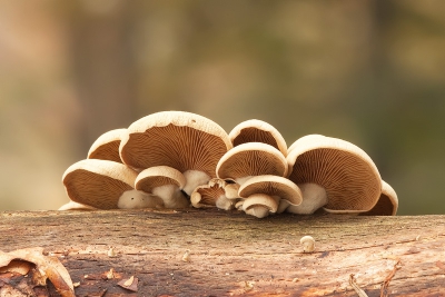 Wie weet de juiste naam voor deze paddenstoel.

Alvast bedankt

gr Henny

http://www.hsnaturephoto.com