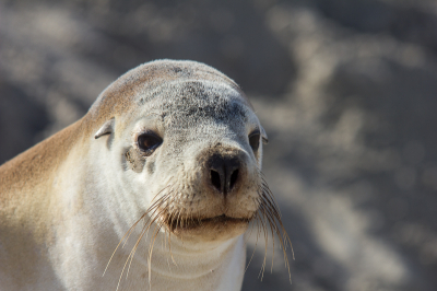 Genomen op het strand van Seal Bay, op Kangaroo Island in het zuiden van Australi. Gebruik gemaakt van monopod statief.