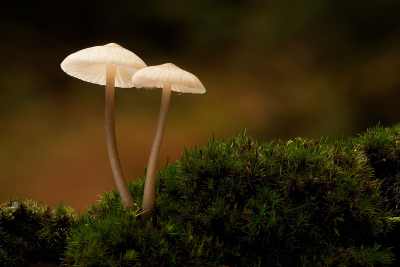 Wie weet de naam van deze paddestoeltjes, dacht aan melksteelmycena maar twijfel daar aan.

gr Henny

http://www.hsnaturephoto.com