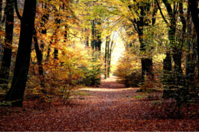 Een mooie zonnige herfstdag in november 2008 in het speulderbos. een van de oudste bossen in Nederland.