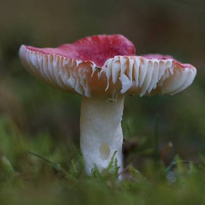 Ik denk dat dit de duivelsbrood rusulla is. Zou dat kunnen kloppen?