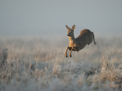 De mist en de kou maakte gisteren een winterse sfeer.
Ik zat al even op mijn plekje toen uit het niets 2 reen uit  de mist sprongen.