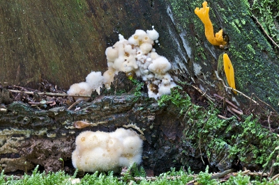 Deze opname laat duidelijk zien dat de stronk wat scheef staat en de paddenstoelen zich daaraan aanpassen.