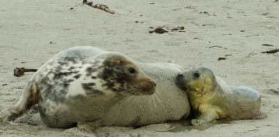 Er lag een erg onrustige zeehond met duidelijke ween.
Heb staan wachten en een serie foto's kunnen maken van de geboorte. Hier ligt de kleine nog half in het vlies.