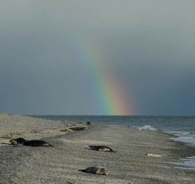 Tijdens de stranwandeling een keer omgekeken en zag deze rgenboog boven het strand/zee
