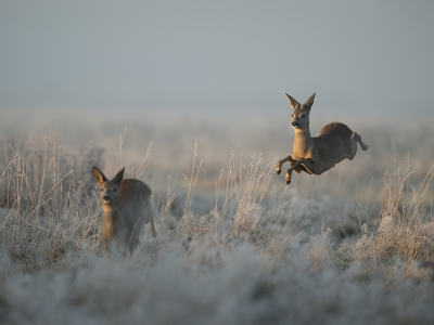 Hierbij nog een foto uit de serie, van deze 2 reen.
Gecamoufleerd verscholen vanachter een struik hadden ze totaal geen erg in me.
Door de dichte mist zag ik ze maar net op tijd in volle vaart de beschutting in gaan.