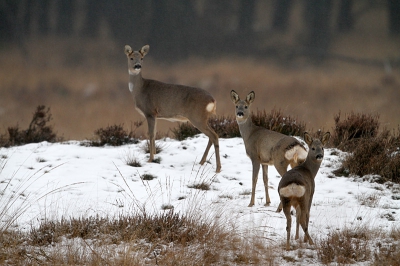 Met dit weer hou ik het op school niet lang uit, en om half 1 was ik dan ook weer op de Hoge Veluwe, waar ik na een half uur sluipen deze 2 reegeiten en 1 reebok kon vastleggen in een heerlijk winterse sfeer.