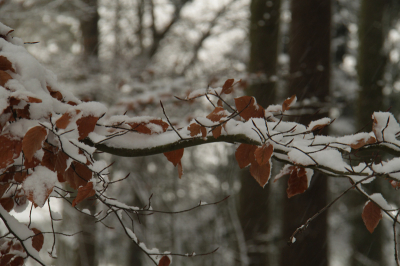 Hier nog een foto uit het bos waar zoveel te zien was is ,Dit zijn de slingers die er doorheen hangen vind ik.
