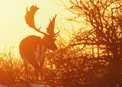 Gisteren nog snel even naar de duinen gegaan om van de winterse omstandigheden te genieten. Ik was al vrij laat en de zon stond al laag. Gelukkig zijn damherten niet moeilijk te vinden en zodoende kon ik nog deze tegenlicht opname maken van dit damhert in het fraaie gele avondlicht.