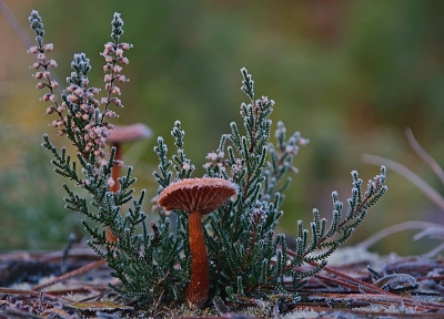 Ochtend, -1 graden bij een bevroren ven. Camera op de grond en lichtinval van links