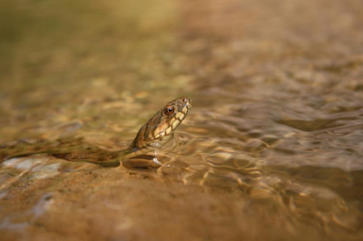 Op een natuurkamp van de JNM (jeugdbond voor natuur en milieustudie)  in de Spaanse Pyrenee�n (en bij de steppen van Huesca) gemaakt in een beek bij het dorpje Nocito. In deze beek stikte het van de Adderringslangen. Ze zwommen overal, en omdat het er zoveel waren,  waren er ook genoeg te vinden die zich mooi lieten zien. Het zijn echt prachtige slangetjes! heb wat tijd besteed om ze te fotograferen, flink nat voor geworden maar door het warme klimaat was dat wel lekker. :)