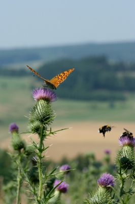 Keizersmantels veel gezien. Deze in het landschap, met hommels als extraatje vond ik wel leuk. Is geen close-up, maar toch..
Harrie