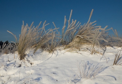 het was aardig koud maar een droge dag na de sneeuwdag van vrijdag.  Foto 's morgens gemaakt.