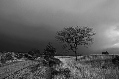 Op de landduinen moest ik rennen voor mijn camera. Eerst dit shot genomen, want nog geen 2 minuten later viel de hagel met bakken uit de hemel. Foto is ook in kleur heel mooi, maar om bij het thema 'seizoensgebonden in zwart wit' te blijven deze gepost.