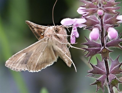 Deze vlinder is inderdaad de onrust .Ze hangen als kolibrie's aan de bloemen.Deze bloem is de moerasandoorn .