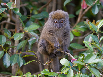 Een van de bamboo lemurs, al eerder geplaatst, maar deze zat mooi open en liet zich goed fotograferen.