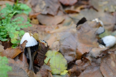 De foto is gemaak in een redelijk donker bos. Hij is vanaf een lage zit houding genomen.