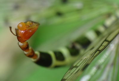 Een beetje verstopt tussen de bladeren en takken zag ik dit mannetje. Gefocust op het genus.
Ik hoop het komende jaar betere kansen en dus mooiere opnames te maken