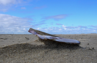 <i class='fa fa-user'></i> dremelink | Scheermes op het strand van Texel  <i class='fa fa-eye'> 187</i>   <i class='fa fa-comment-o'> 6</i>