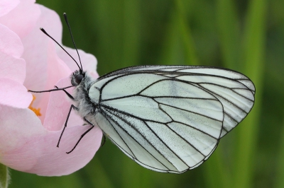 Op mijn eerste vlinderreis met bestemming Hongarije volop genoten van de vele mooie soorten. Dit groot geaderd witje ging mooi zitten op de wilde rozen.