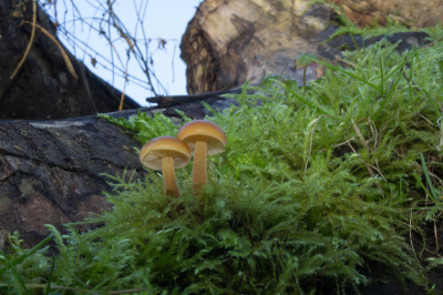 Bewolkte dag in het Balijbos. Bij fotograferen gebruik gemaakt van klein driepootje en iets bijgeflitst.