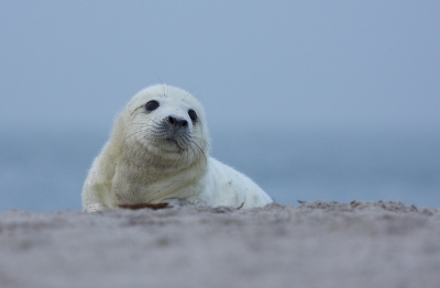 Twee dagen op Dune geweest om grijze zeehonden te fotograferen.
Geweldige ervaring om de zeehonden daar te mogen bekijken.
Het was erg grijs weer maar dat kon de pret niet drukken.