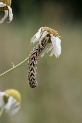 Deze rups bleef wat rustiger zitten dan de vele vlinders die we zagen. Het kostte nog enige moeite te achterhalen welke soort het is, maar toevallig staat deze in de folder "Maak kennis met rupsen" van de Vlinderstichting. Dat was mazzel.
Ik had het natuurlijk kunnen zien aan de bloemen...