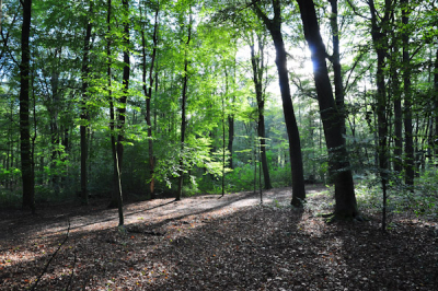 Einde van de middag in de najaarzon. Ik keek achterom en zag de zon mooi door de beuken schijnen. Gelijk een foto van gemaakt.

Het bos loopt tegen een stuwwal op.