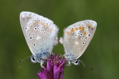 Tijdens een wandeling in een prachtig heuvellandschap vonden we dit stelletje parende turkooisblauwtjes. helaas wel wat winderig maar toch redelijk kunnen fotograferen
