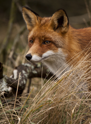 Gisteren een leuke ontmoeting gehad met deze vos! Ik kom niet meer veel op Nederpix maar toch wens ik jullie nog allemaal een gelukkig nieuw jaar met veel mooie foto momenten.