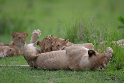 Tijdens de middag safari stuiten we op deze groep leeuwen. Waren 4 dames en 6 kinderen. Het was een bewolkte middag met lastig licht. De jongen werden als eerste wakker en gingen drinken. Later werd het spannender, toen de gids vertelde dat ze op jacht gingen en als eerste onze jeep werd omsingeld. Moesten toen helaas weg omdat het donker werd.