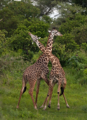 De volgende ochtend ontmoeten we o.a. een groep Giraffen, die met de nekken naar elkaar toe sloegen. Lastig vast te leggen.