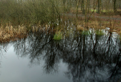 Nog een foto van het zwarte water in de peel.
mooi weer en goed licht.