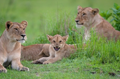 Tijdens de middag safari stuiten we op deze groep leeuwen. Waren 4 dames en 6 kinderen. Het was een bewolkte middag met lastig licht. Dit jong liet zien dat er niet met hem te spotten viel!